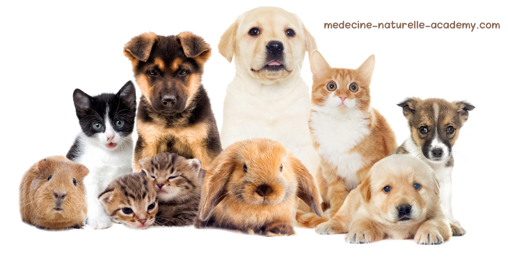 Combien coûte une formation de naturopathe animalier en 2026 ?